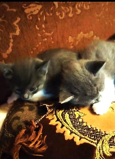 Pişiklər: Britan, Erkək, Dişi — 6