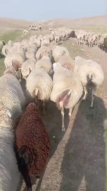 at satışı gəncə: Dişi, il: 1, Damazlıq, Pulsuz çatdırılma — 2