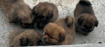доска объявлений собаки: Pekinez (Pekingese) balaları . Təmiz cinsdir. 5 ədəd var . Həm