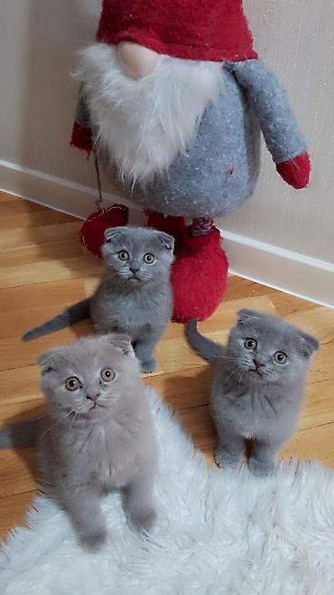 Pişiklər: Şotland — 3