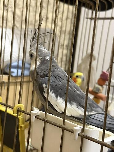 feniks quşu: Nimfa (cockatiel) – boz-ağ rəngli, qalxan daraqlı gözəl ev quşu — 5