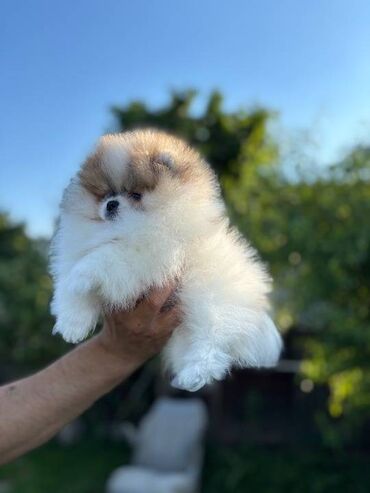 Psi: Pomeranski špic,Pomeranac,Pomeranian,Boo štenci Ako ste odgovorna — 10