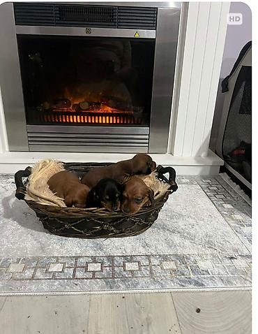 Psi: Patuljasti jazavičari kratkodlaki Patuljasti jazavičari kratkodlaki — 7