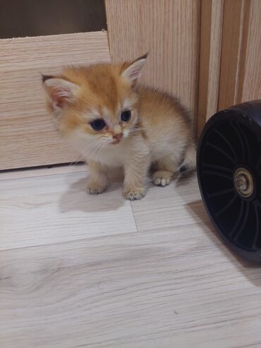 Pişiklər: Qızıl şinşilla, Erkək, Dişi, Yaxşı əllərə, Ünvandan götürmə -da lalafo.az — 26 Pişiklər: Qızıl şinşilla, Erkək, Dişi, Yaxşı əllərə, Ünvandan götürmə — 26