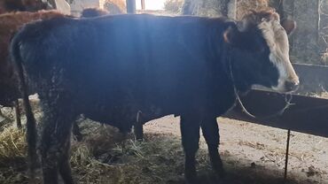 Inəklər, öküzlər: Iki baş erkək dana satılır — 1