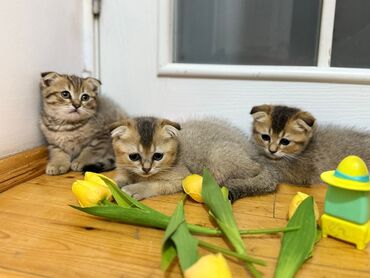 объявление котята в добрые руки: Şinşilla, Erkək, Ünvandan götürmə, Ödənişli çatdırılma