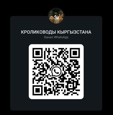 Грызуны: Приглашаем всех желающих кролиководов на Вацап канал«Кролиководы