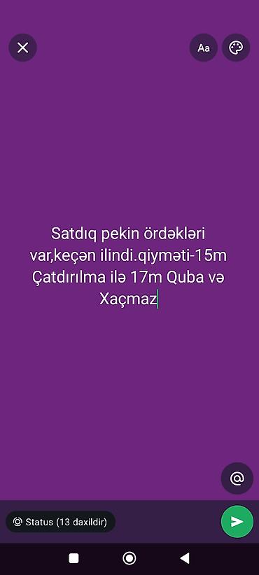 Pekin ördəkləri