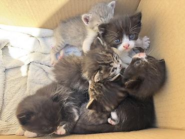 Отдам в добрые руки. Доступны для бронирования Котята, помёт из 6 at lalafo.kg Отдам в добрые руки. Доступны для бронирования Котята, помёт из 6