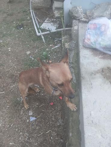 taksa it: 2 il, Erkək, Ödənişli çatdırılma — 4
