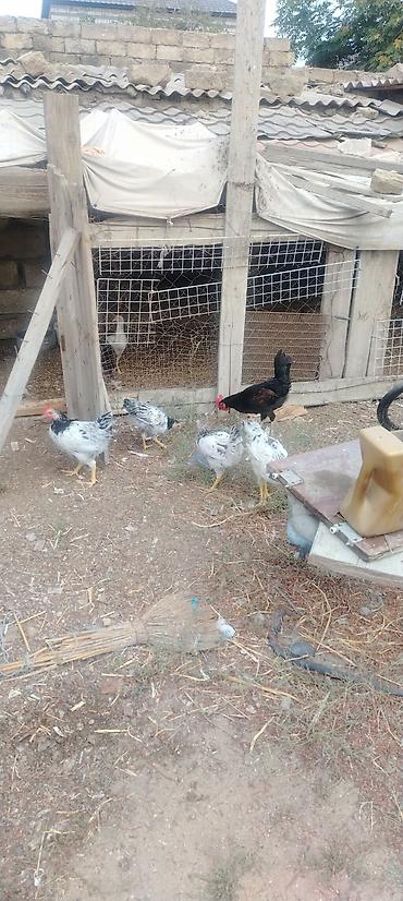 dev koxin: Tək tək satilmir çoxu Xoruzdur Şuvalanda oluram hamsını alana edirdim — 2