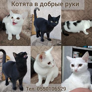 кошка 302: Котята в добрые руки. Белый с пятнами и чисто черный, возраст — 1