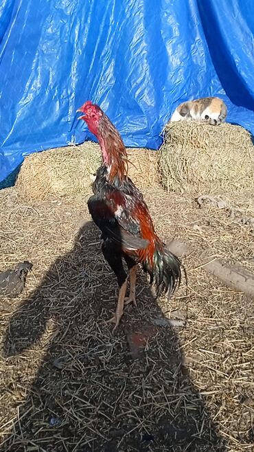 Xoruzlar: Satılır tecılı pul lazımdır deyə anacaq mamiz vurur xoruz 8ayligdi — 1