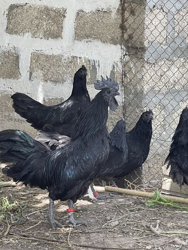 Inəklər, öküzlər: Ayamcemani xoruz 100 manat. cuce 3 gunluk 15 manat və gününə görə
