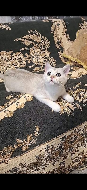 Şinşilla, Erkək, Yaxşı əllərə, Ünvandan götürmə