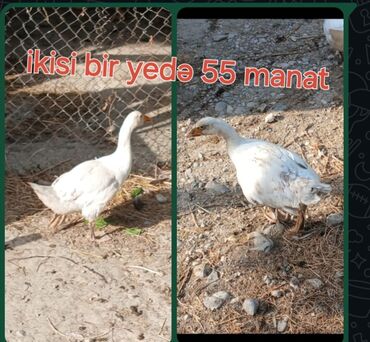 Inəklər, öküzlər: Dişi, Damazlıq, Ünvandan götürmə