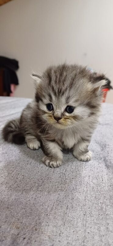 it pişik: Şinşilla, Erkək, Dişi, Ünvandan götürmə