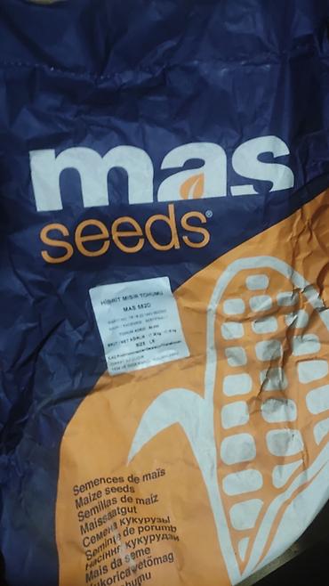 голанские розы: Продаю Кукурузу с поля. Сорт "MAS 582D". Bозможны варианты рущенной — 2