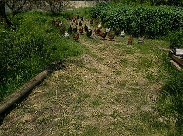 azza elaqe: Həyət yumurtası satilir optum gunə 100-130 arasi istəyən əlaqə — 1