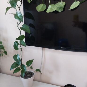 цветы бишкек оптом: Эпинепремнум,1,5 метра в длину
Район Пишпек,400 сом