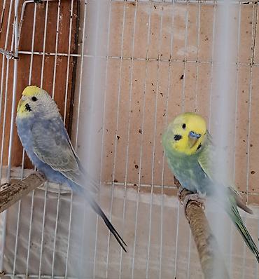 qus xana: 4 aylığ cavan rainbowlar . Qəfəssiz verilir cütü 50 m. ünvan Əhmədli — 9