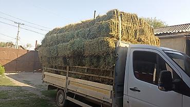 купить кошку бишкек: Клевер аралаш доставка есть цена 270с — 1
