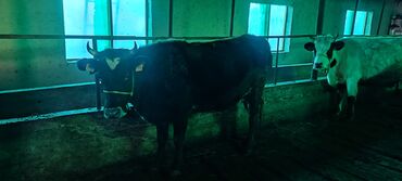 Коровы, быки: Продаю | Корова (самка) | Для молока | Привязанные at lalafo.kg — 6 Коровы, быки: Продаю | Корова (самка) | Для молока | Привязанные — 6