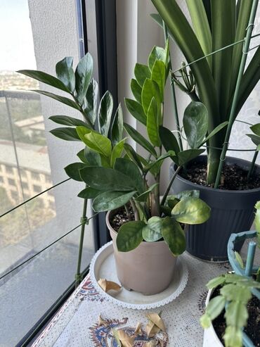 Замиокулькас (Долларовое дерево): Замиокулькас, также известный как долларовое дерево, представлен в — 3