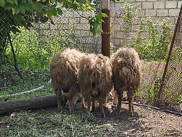 lalafo quzu: Erkək Qurbanlıq quzular satılır diri çəkisi 10manat 50qəpikdən qiyməti — 2