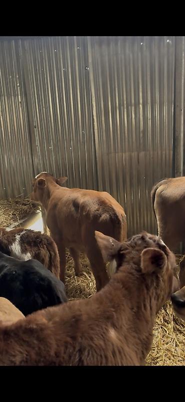 Dana, buzov: Satışda: dana balaları - Növ: yerli cins ətlik/südlük istiqamətə — 18