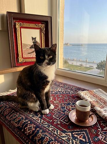 ev pişiy: Dişi, Yaxşı əllərə, Ünvandan götürmə — 2