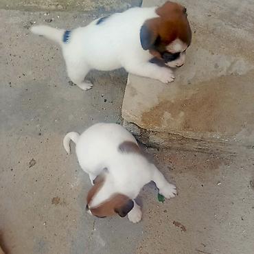 pekines it satisi: Cek rassel teryer, 1 ay, Erkək, Peyvəndli — 8