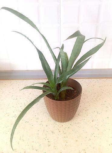 Otaq bitkiləri: Bulbergia nutant – digər adı "Kraliçanın göz yaşları" . Dekorativ — 2