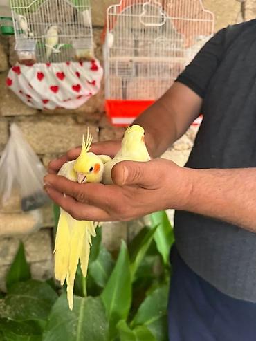 Tutuquşları: Ayaqlari üzüklü Əl quşlari ağlar45-50 Azn Bozlar 35 Azn vitaminli — 12