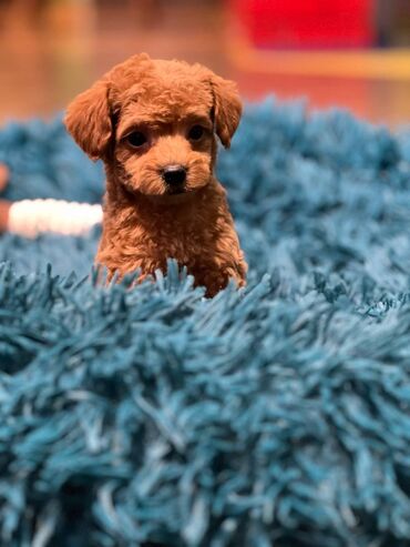 Psi: Nasa odgajivacnica se nalazi u Indjiji i bavimo se uzgojom pasa 15 — 3