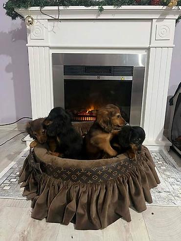 Psi: Dugodlaki patuljasti jazavičari štenci Dugodlaki patuljasti — 3