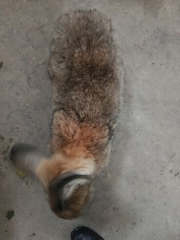 Декоративные кролики: Срочно продается оптом Кролика 4 самки 1 самец парода 3 самка фландр и — 18