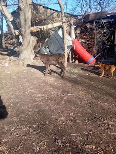 Коровы, быки: Продаю | Музоо, торпок | Полукровка | На откорм — 8