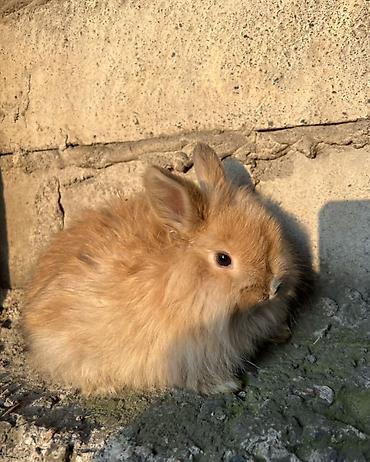 Декоративные кролики: Декоративные кролики (длинношёрстные, тип львиноголовый/карликовый) — 7