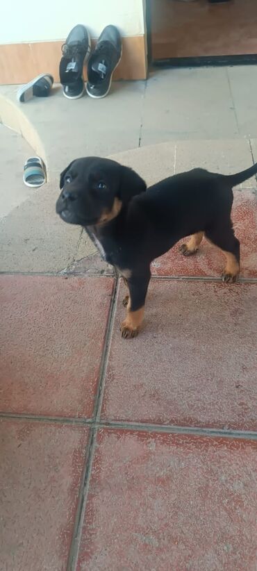 1 aylık doberman: Doberman, 2 ay, Erkek