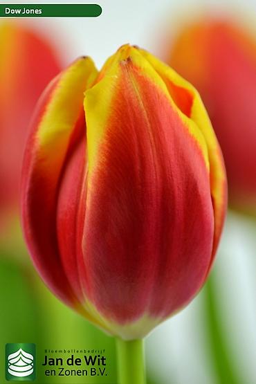 Цветы и букеты: Тюльпаны тепличного выращивания от производителя интересные цены - — 3