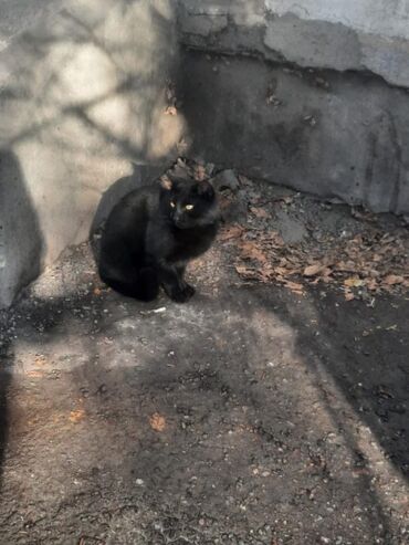 шотландский вислоухий кот рыжий: Черный как пантера котик ищет добрые руки отдам только тем кто готов