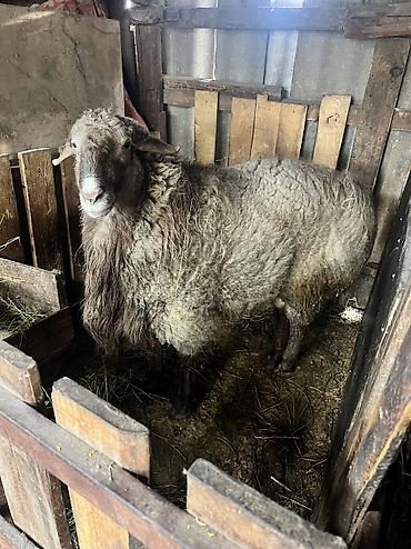 Баран, овца: Продаю | Баран (самец) — 9