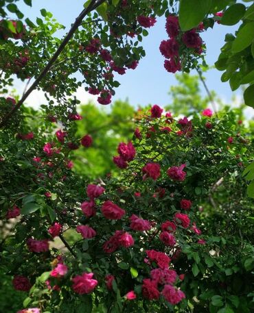 Şitillər: Sarmaşiq və Sadə Gül Kollari istənilən sayda sifariş verə bilərsiz -da lalafo.az — 6 Şitillər: Sarmaşiq və Sadə Gül Kollari istənilən sayda sifariş verə bilərsiz — 6