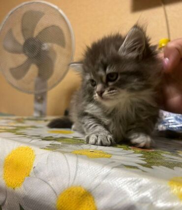 кошка с разными глазами: Скотиш Фолд (Шотландская вислоухая), 2 месяца, Мальчик, Приучена к лотку, Проглистована