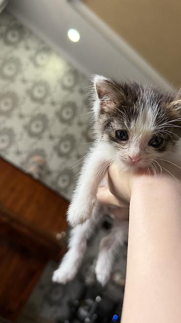 котята маленькие: 1 месяц, Мальчик, Биколор — 2