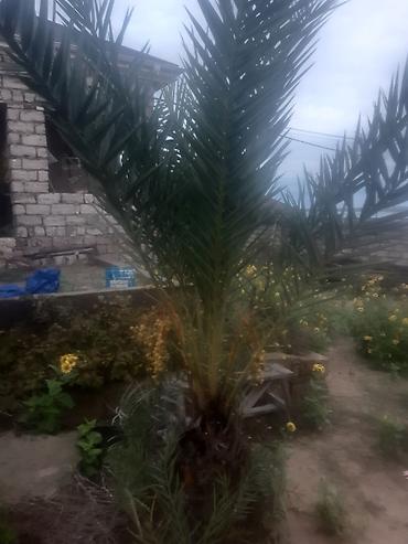 nokia yarpaq: Məhsul: Xurma ağacı (Phoenix dactylifera) və mexaniki tikiş maşını 1) — 1