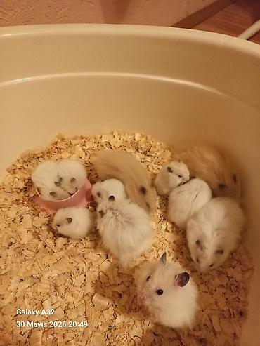 sabuncu toyuq bazari: Hamster satılır ünvan merdekan şüvəlan vatsap nomresi 0515913288 — 3
