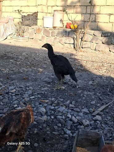 Toyuqlar: Heyratı çolpalar super cins,cavan saglam heyvanlardi -da lalafo.az — 2 Toyuqlar: Heyratı çolpalar super cins,cavan saglam heyvanlardi — 2