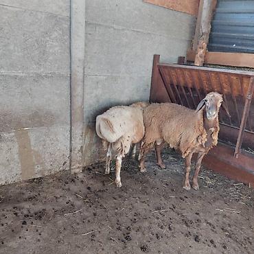 животные баран: Продаю | Баран (самец) — 1